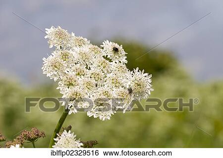 Stock Photograph - "Hogweed (Heracleum sphondylium) flowering, umbel, Crossness Nature Reserve, Bexley, Kent, England, United Kingdom, Europe". Fotosearch