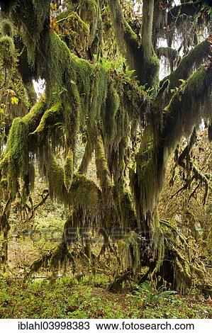 "Hoh Rainforest, Olympic National Park, Forks, Washington, United States, North America" View Large Photo Image Stock Image - "Hoh Rainforest, Olympic National Park, Forks, Washington, United States, North America". Fotosearch