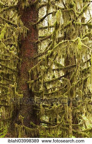 Stock Photo - "Hoh Rainforest, Olympic National Park, Forks, Washington, United States, North America". Fotosearch