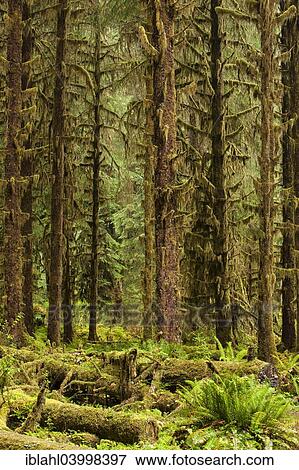 "Hoh Rainforest, Olympic National Park, Forks, Washington, United States, North America" View Large Photo Image Stock Photo - "Hoh Rainforest, Olympic National Park, Forks, Washington, United States, North America". Fotosearch