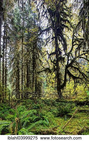 "Hoh Rainforest, Olympic National Park, Forks, Washington, United States, North America" View Large Photo Image Stock Photography - "Hoh Rainforest, Olympic National Park, Forks, Washington, United States, North America". Fotosearch