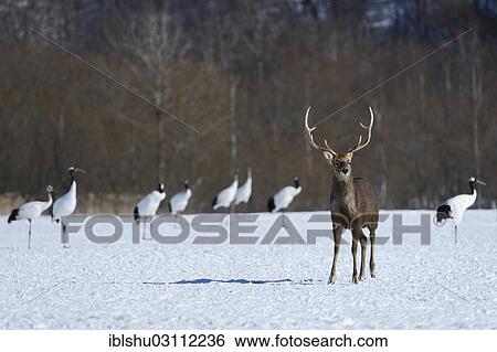 "Hokkaido sika deer, spotted deer or Japanese deer (Cervus nippon yesoensis), male, stag, Red-crowned Cranes, Japanese Cranes or Manchurian Cranes (Grus japonensis) at back, Shitsugen Nationalpark, Kushiro, Hokkaido, Japan, Asia" View Large Photo Image Stock Photograph - "Hokkaido sika deer, spotted deer or Japanese deer (Cervus nippon yesoensis), male, stag, Red-crowned Cranes, Japanese Cranes or Manchurian Cranes (Grus japonensis) at back, Shitsugen Nationalpark, Kushiro, Hokkaido, Japan, Asia". Fotosearch