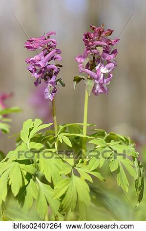 "Holewort or Hollow Leek (Corydalis cava), UNESCO World Natural Heritage Site, Hainich National Park, Thuringia, Germany, Europe" View Large Photo Image Picture - "Holewort or Hollow Leek (Corydalis cava), UNESCO World Natural Heritage Site, Hainich National Park, Thuringia, Germany, Europe". Fotosearch