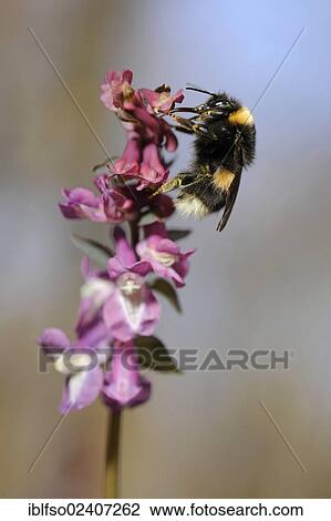 "Holewort or Hollow Leek (Corydalis cava) with a Buff-tailed Bumblebee or Large Earth Bumblebee (Bombus terrestris), UNESCO World Natural Heritage Site, Hainich National Park, Thuringia, Germany, Europe" View Large Photo Image Stock Image - "Holewort or Hollow Leek (Corydalis cava) with a Buff-tailed Bumblebee or Large Earth Bumblebee (Bombus terrestris), UNESCO World Natural Heritage Site, Hainich National Park, Thuringia, Germany, Europe". Fotosearch