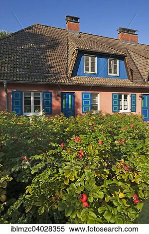 "Holiday cottage, in front a potato rose (Rosa rugosa), with rose hips, Ahrenshoopo, Darss, Fischland-Darss-Zingst, Mecklenburg-Western Pomerania, Germany, Europe" View Large Photo Image Stock Photography - "Holiday cottage, in front a potato rose (Rosa rugosa), with rose hips, Ahrenshoopo, Darss, Fischland-Darss-Zingst, Mecklenburg-Western Pomerania, Germany, Europe". Fotosearch