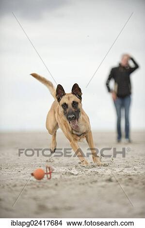 Hollandse Herdershond, Dutch Shepherd playing with a ball on the beac, dog owner watching from behind, Sankt Peter-Ording, Schleswig-Holstein, Germany, Europe View Large Photo Image Picture - Hollandse Herdershond, Dutch Shepherd playing with a ball on the beac, dog owner watching from behind, Sankt Peter-Ording, Schleswig-Holstein, Germany, Europe. Fotosearch