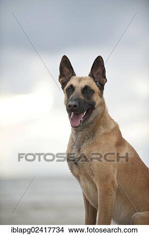 Hollandse Herdershond, Dutch Shepherd, portrait View Large Photo Image Picture - Hollandse Herdershond, Dutch Shepherd, portrait. Fotosearch