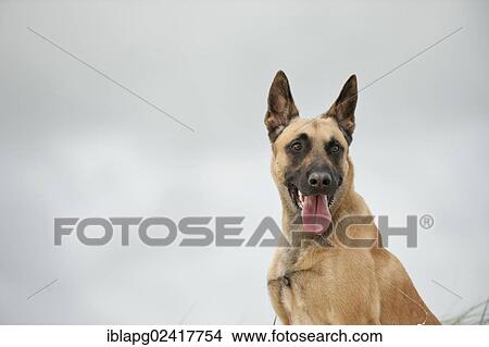 Hollandse Herdershond, Dutch Shepherd, portrait View Large Photo Image Picture - Hollandse Herdershond, Dutch Shepherd, portrait. Fotosearch