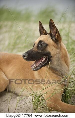 Hollandse Herdershond, Dutch Shepherd lying on a dune View Large Photo Image Picture - Hollandse Herdershond, Dutch Shepherd lying on a dune. Fotosearch