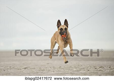 Hollandse Herdershond, Dutch Shepherd retrieving a ball on the beach, Sankt Peter-Ording, Schleswig-Holstein, Germany, Europe View Large Photo Image Stock Image - Hollandse Herdershond, Dutch Shepherd retrieving a ball on the beach, Sankt Peter-Ording, Schleswig-Holstein, Germany, Europe. Fotosearch