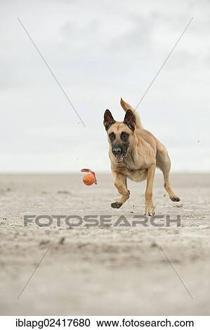 Hollandse Herdershond, Dutch Shepherd playing with a ball on the beach, Sankt Peter-Ording, Schleswig-Holstein, Germany, Europe View Large Photo Image Stock Image - Hollandse Herdershond, Dutch Shepherd playing with a ball on the beach, Sankt Peter-Ording, Schleswig-Holstein, Germany, Europe. Fotosearch