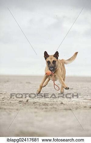 Hollandse Herdershond, Dutch Shepherd playing with a ball on the beach, Sankt Peter-Ording, Schleswig-Holstein, Germany, Europe View Large Photo Image Stock Image - Hollandse Herdershond, Dutch Shepherd playing with a ball on the beach, Sankt Peter-Ording, Schleswig-Holstein, Germany, Europe. Fotosearch