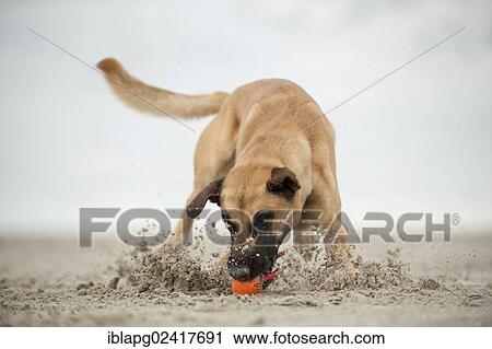 Stock Image - Hollandse Herdershond, Dutch Shepherd playing with a ball on the beach, Sankt Peter-Ording, Schleswig-Holstein, Germany, Europe. Fotosearch