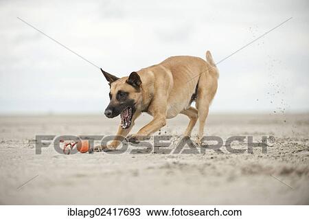 Stock Image - Hollandse Herdershond, Dutch Shepherd, fetching a ball, Sankt Peter-Ording, Schleswig-Holstein, Germany, Europe. Fotosearch