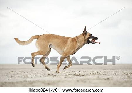 Stock Image - Hollandse Herdershond, Dutch Shepherd, fetching a ball, Sankt Peter-Ording, Schleswig-Holstein, Germany, Europe. Fotosearch