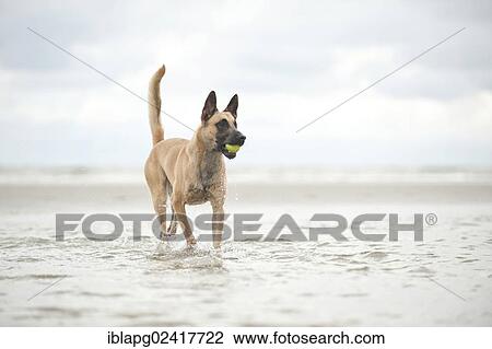 Hollandse Herdershond, Dutch Shepherd, fetching a ball from the water, Sankt Peter-Ording, Schleswig-Holstein, Germany, Europe View Large Photo Image Stock Image - Hollandse Herdershond, Dutch Shepherd, fetching a ball from the water, Sankt Peter-Ording, Schleswig-Holstein, Germany, Europe. Fotosearch