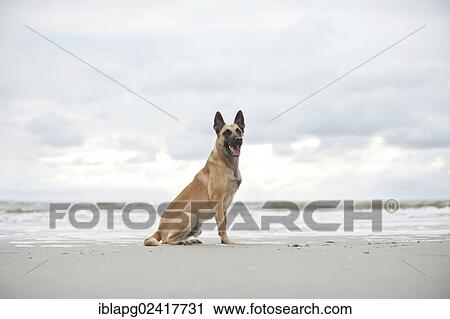 Hollandse Herdershond, Dutch Shepherd, sitting on a beach, Sankt Peter-Ording, Schleswig-Holstein, Germany, Europe View Large Photo Image Stock Image - Hollandse Herdershond, Dutch Shepherd, sitting on a beach, Sankt Peter-Ording, Schleswig-Holstein, Germany, Europe. Fotosearch