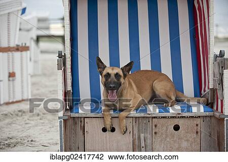 Hollandse Herdershond, Dutch Shepherd, lying in a roofed wicker beach chair, Sankt Peter-Ording, Schleswig-Holstein, Germany, Europe View Large Photo Image Stock Image - Hollandse Herdershond, Dutch Shepherd, lying in a roofed wicker beach chair, Sankt Peter-Ording, Schleswig-Holstein, Germany, Europe. Fotosearch