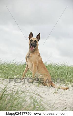 Stock Image - Hollandse Herdershond, Dutch Shepherd sitting on a dune. Fotosearch