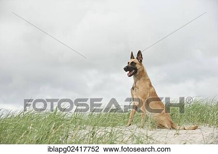Hollandse Herdershond, Dutch Shepherd sitting on a dune View Large Photo Image Stock Image - Hollandse Herdershond, Dutch Shepherd sitting on a dune. Fotosearch
