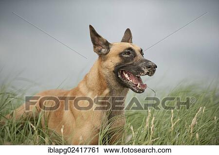 Hollandse Herdershond, Dutch Shepherd standing on a dune View Large Photo Image Stock Image - Hollandse Herdershond, Dutch Shepherd standing on a dune. Fotosearch