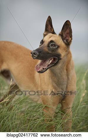 Hollandse Herdershond, Dutch Shepherd standing on a dune View Large Photo Image Stock Image - Hollandse Herdershond, Dutch Shepherd standing on a dune. Fotosearch