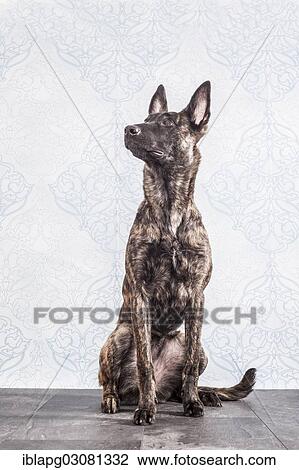 "Hollandse Herdershond, Dutch Shepherd Dog, sitting" View Large Photo Image Stock Image - "Hollandse Herdershond, Dutch Shepherd Dog, sitting". Fotosearch