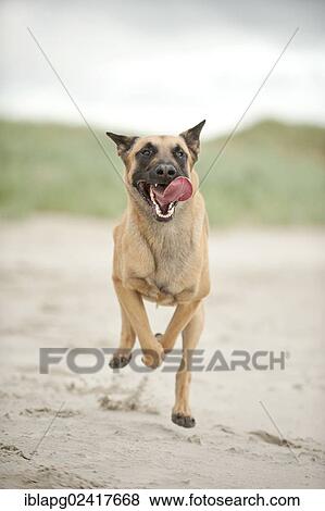 Hollandse Herdershond, Dutch Shepherd running on the beach, Sankt Peter-Ording, Schleswig-Holstein, Germany, Europe View Large Photo Image Stock Photo - Hollandse Herdershond, Dutch Shepherd running on the beach, Sankt Peter-Ording, Schleswig-Holstein, Germany, Europe. Fotosearch