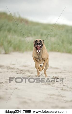 Hollandse Herdershond, Dutch Shepherd running on the beach, Sankt Peter-Ording, Schleswig-Holstein, Germany, Europe View Large Photo Image Stock Photo - Hollandse Herdershond, Dutch Shepherd running on the beach, Sankt Peter-Ording, Schleswig-Holstein, Germany, Europe. Fotosearch