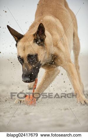 Hollandse Herdershond, Dutch Shepherd playing with a ball on the beach, Sankt Peter-Ording, Schleswig-Holstein, Germany, Europe View Large Photo Image Stock Photo - Hollandse Herdershond, Dutch Shepherd playing with a ball on the beach, Sankt Peter-Ording, Schleswig-Holstein, Germany, Europe. Fotosearch