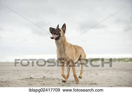 Hollandse Herdershond, Dutch Shepherd, running along a beach, Sankt Peter-Ording, Schleswig-Holstein, Germany, Europe View Large Photo Image Stock Photo - Hollandse Herdershond, Dutch Shepherd, running along a beach, Sankt Peter-Ording, Schleswig-Holstein, Germany, Europe. Fotosearch