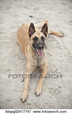 Hollandse Herdershond, Dutch Shepherd, lying on a beach View Large Photo Image Stock Photo - Hollandse Herdershond, Dutch Shepherd, lying on a beach. Fotosearch