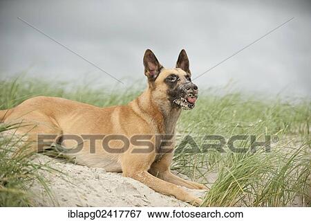 Hollandse Herdershond, Dutch Shepherd lying on a dune View Large Photo Image Stock Photo - Hollandse Herdershond, Dutch Shepherd lying on a dune. Fotosearch