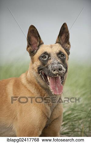 Hollandse Herdershond, Dutch Shepherd, portrait with a sandy nose View Large Photo Image Stock Photo - Hollandse Herdershond, Dutch Shepherd, portrait with a sandy nose. Fotosearch
