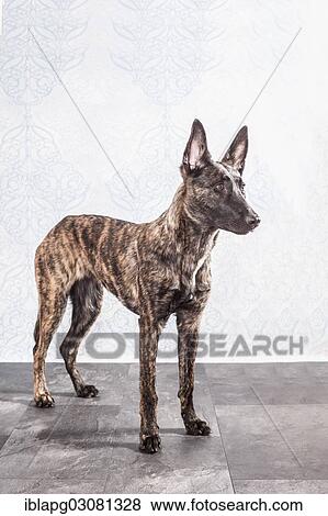 "Hollandse Herdershond, Dutch Shepherd Dog, standing" View Large Photo Image Stock Photo - "Hollandse Herdershond, Dutch Shepherd Dog, standing". Fotosearch