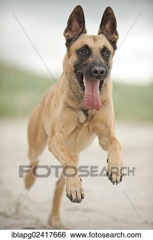 Hollandse Herdershond, Dutch Shepherd running on the beach, Sankt Peter-Ording, Schleswig-Holstein, Germany, Europe View Large Photo Image Stock Photograph - Hollandse Herdershond, Dutch Shepherd running on the beach, Sankt Peter-Ording, Schleswig-Holstein, Germany, Europe. Fotosearch