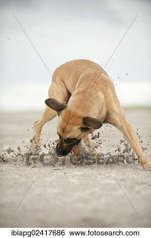 Hollandse Herdershond, Dutch Shepherd playing with a ball on the beach, Sankt Peter-Ording, Schleswig-Holstein, Germany, Europe View Large Photo Image Stock Photograph - Hollandse Herdershond, Dutch Shepherd playing with a ball on the beach, Sankt Peter-Ording, Schleswig-Holstein, Germany, Europe. Fotosearch