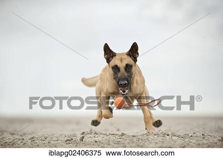 "Hollandse Herdershond, Dutch Shepherd playing with a ball on the beach, Sankt Peter-Ording, Schleswig-Holstein, Germany, Europe" View Large Photo Image Stock Photography - "Hollandse Herdershond, Dutch Shepherd playing with a ball on the beach, Sankt Peter-Ording, Schleswig-Holstein, Germany, Europe". Fotosearch