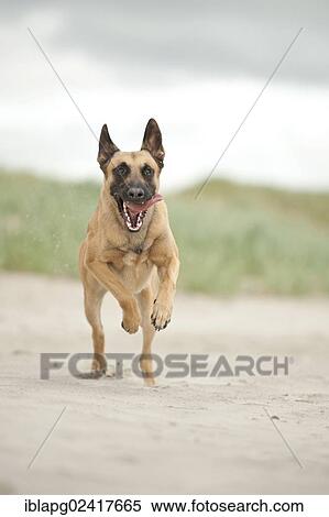 Stock Photography - Hollandse Herdershond, Dutch Shepherd running on the beach, Sankt Peter-Ording, Schleswig-Holstein, Germany, Europe. Fotosearch