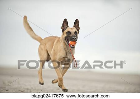 Stock Photography - Hollandse Herdershond, Dutch Shepherd retrieving a ball on the beach, Sankt Peter-Ording, Schleswig-Holstein, Germany, Europe. Fotosearch