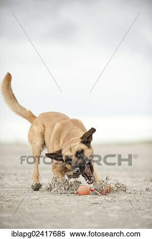 Hollandse Herdershond, Dutch Shepherd playing with a ball on the beach, Sankt Peter-Ording, Schleswig-Holstein, Germany, Europe View Large Photo Image Stock Photography - Hollandse Herdershond, Dutch Shepherd playing with a ball on the beach, Sankt Peter-Ording, Schleswig-Holstein, Germany, Europe. Fotosearch