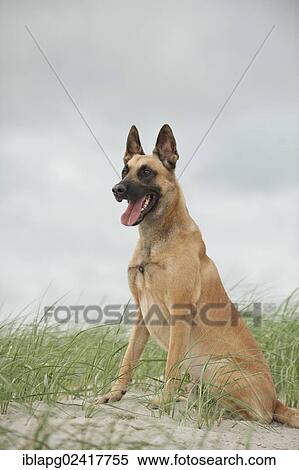 Hollandse Herdershond, Dutch Shepherd sitting on a dune View Large Photo Image Stock Photography - Hollandse Herdershond, Dutch Shepherd sitting on a dune. Fotosearch