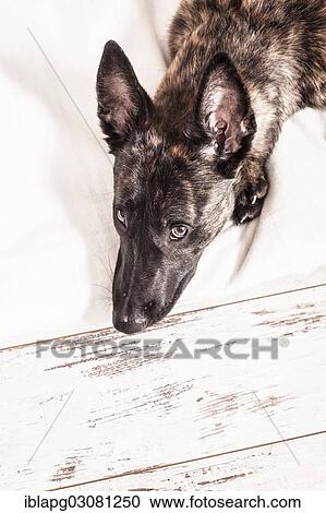 "Hollandse Herdershond or Dutch Shepherd Dog, portrait" View Large Photo Image Stock Image - "Hollandse Herdershond or Dutch Shepherd Dog, portrait". Fotosearch