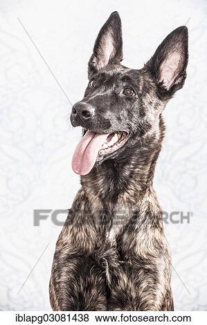 "Hollandse Herdershond or Dutch Shepherd Dog, portrait" View Large Photo Image Stock Photo - "Hollandse Herdershond or Dutch Shepherd Dog, portrait". Fotosearch