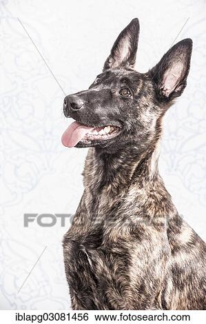 "Hollandse Herdershond or Dutch Shepherd Dog, portrait" View Large Photo Image Stock Photograph - "Hollandse Herdershond or Dutch Shepherd Dog, portrait". Fotosearch