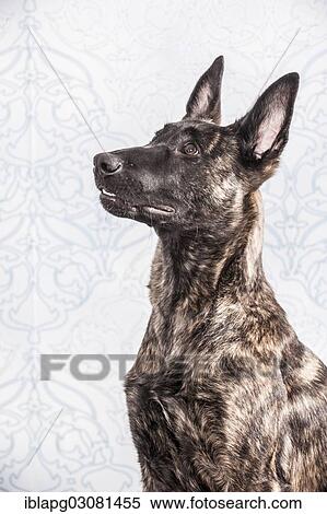"Hollandse Herdershond or Dutch Shepherd Dog, portrait" View Large Photo Image Stock Photography - "Hollandse Herdershond or Dutch Shepherd Dog, portrait". Fotosearch