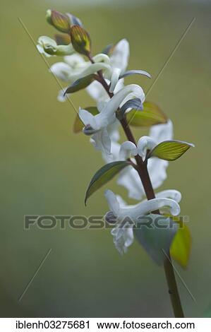 "Hollowroot Birthwort (Corydalis cava), white form, Haren, Emsland, Lower Saxony, Germany, Europe" View Large Photo Image Stock Image - "Hollowroot Birthwort (Corydalis cava), white form, Haren, Emsland, Lower Saxony, Germany, Europe". Fotosearch