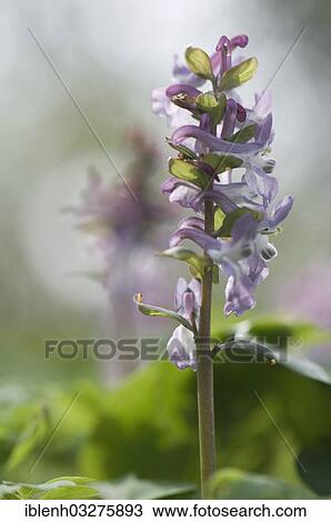 Stock Image - "Hollowroot Birthwort (Corydalis cava), Haren, Emsland, Lower Saxony, Germany, Europe". Fotosearch