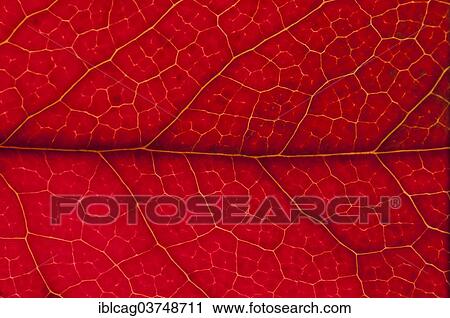 Stock Image - "Holly (Ilex aquifolium) leaf structure in transmitted light, autumnal colour, detail, city centre, Frankfurt am Main, Hesse, Germany, Europe". Fotosearch