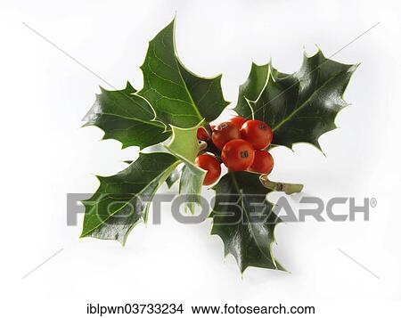 Holly (Ilex sp. ) leaves and berries View Large Photo Image Picture - Holly (Ilex sp. ) leaves and berries. Fotosearch